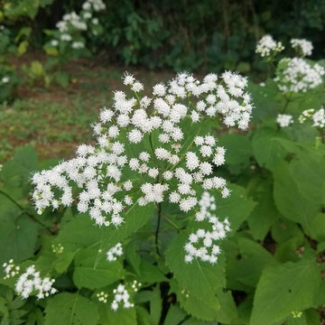 Low Maintenance Wildlife Garden in New York's Capitol Region