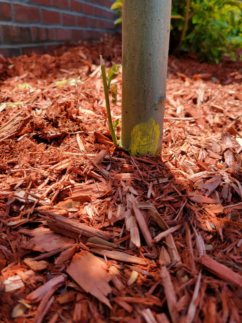 Ned help with new tree planted