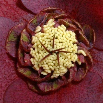 Power Flower of the Month -- Hellebores