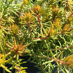 Current Featured Plants - Products
