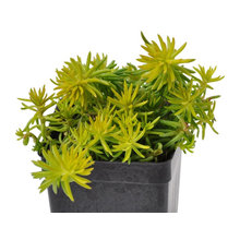Outdoor Ground Cover