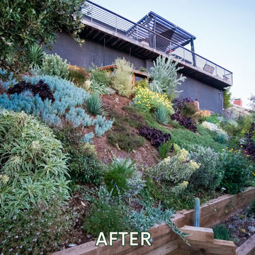Hillside Transformation