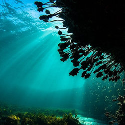 Sea Tulips by Joel Coleman - Photographs