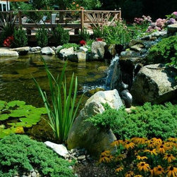 Keeping Koi Safe (Long island/NY): - Outdoor Fountains And Ponds