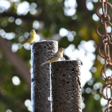 Birdbaths