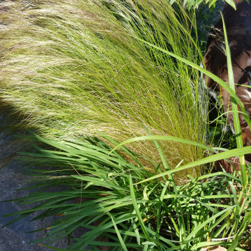 Stipa