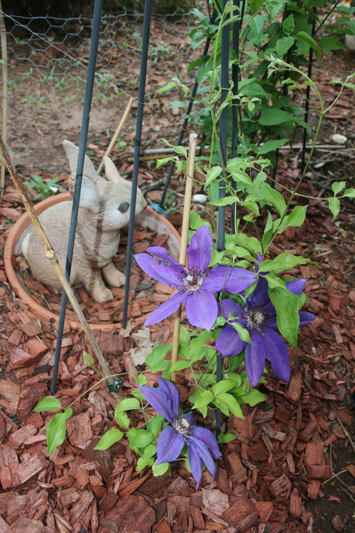 Flowers drooping in sun
