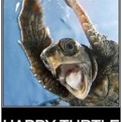 Foto von Albert Happy Turtle