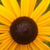 Heidi Crowell's photo