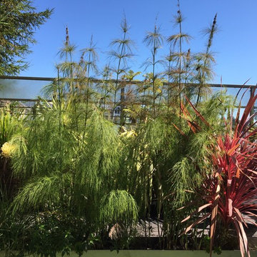 San Francisco Rooftop Garden