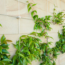 Planting On Side .