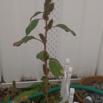 Breaking Ground in 2012 (Chinamens Greens aka Pig Weed)