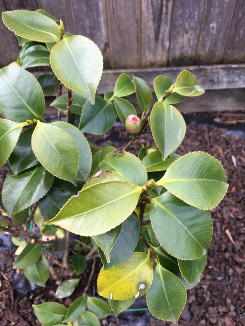Camellia leaves turning yellow