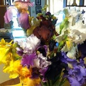 Gail Nelson's photo