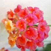 Sofi Dominguez's photo