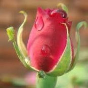 Rose Conway's photo