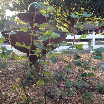 California Native Garden | Lawn Removal | Wildlife Habitat