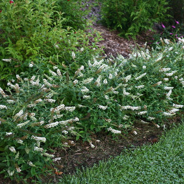 Lo & Behold® 'Ice Chip' Butterfly Bush