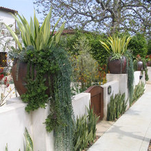 Front yard