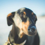 carlie sailor's photo