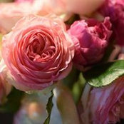 Muriel Anceau's photo