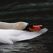 Frank Cissne's photo