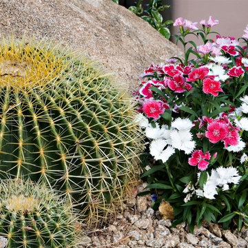 Colorful Desert - Phoenix Home&Garden