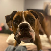 Boxer Momma's photo