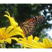 Nancy Wells's photo