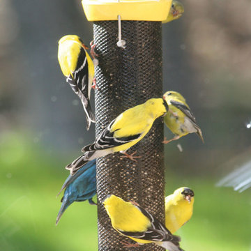 Birds Choice - Only the best for the birds you love!