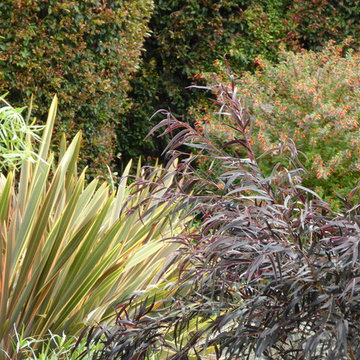 Carpinteria lawn replacement