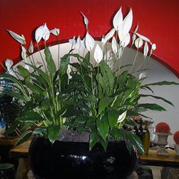 Container gardening - Products