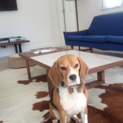 Otto Beagle's photo