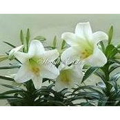 Victoria Sowinski Zawacki's photo