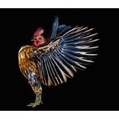 Thomas Vecchio's photo