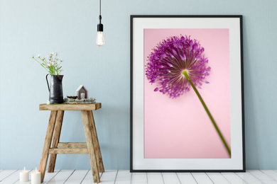 Allium Pink