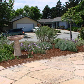Xeriscaping and Misc.
