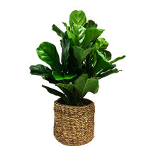 plants