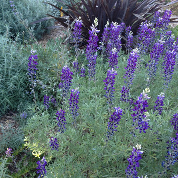 San Bruno Native Lawn Replacement