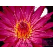 Michelle Radabaugh's photo