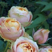 Елена Долженкова's photo