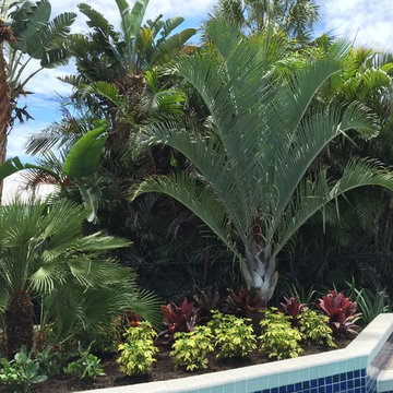 Tropical front & backyard landscapes....Palms & Color