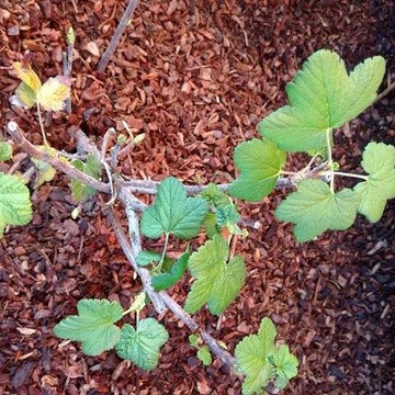 Alameda Island Dryland Food Forest