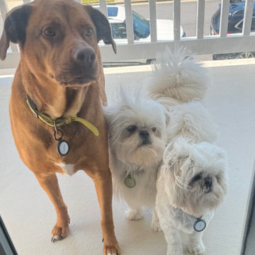Pet Friendly Furniture, Fabrics & Products