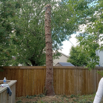 Micheals Spruce Tree Removal