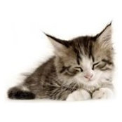 Cynthia Bogush's photo