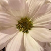 Rachael Sewell's photo