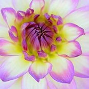 Foto von Gretchen Cole