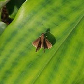 Nicole Pinson's photo