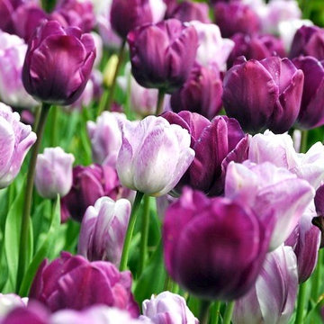 Spring Combination Ideas